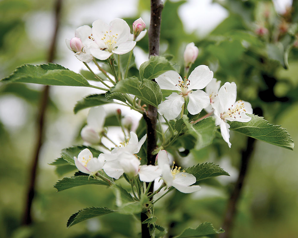 orchard2.jpg